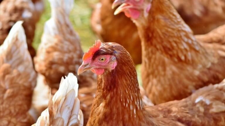 Le Burkina alerte sur une épizootie d’Influenza aviaire hautement pathogène